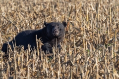 American Black Bear (Ursus americanus) browsing in conrfield