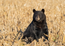 American Black Bear (Ursus americanus)  sitting in a cornfield