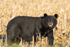 American Black Bear (Ursus americanus)  sitting cornfield