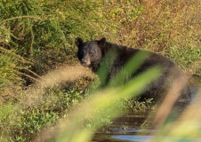 American Black Bear (Ursus americanus) crossing a stream in tall grass looking at camera