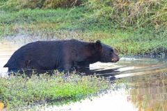 American Black Bear (Ursus americanus) crossing a stream