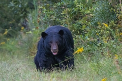 American Black Bear (Ursus americanus) walking along edge of forest