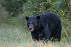 American Black Bear (Ursus americanus) walking along edge of forest