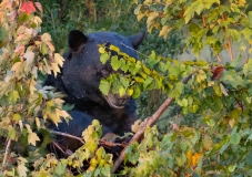 American Black Bear (Ursus americanus) head shot looking out from tall brush growth