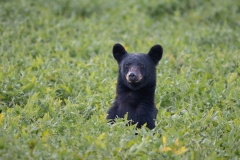 American Black Bear (Ursus americanus) standing in a soy field