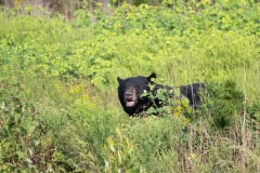 American Black Bear (Ursus americanus) in tall brush