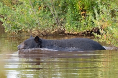 American Black Bear (Ursus americanus) swimming across a stream