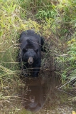 American Black Bear (Ursus americanus) preparing to swim across a stream