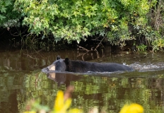 American Black Bear (Ursus americanus) swimming across a stream