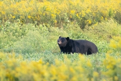 American Black Bear (Ursus americanus) in field of goldenrod