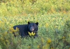 American Black Bear (Ursus americanus) in field of goldenrod