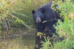 American Black Bear (Ursus americanus) preparing to swim across a stream