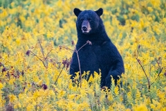 American Black Bear (Ursus americanus) standing in field of goldenrod