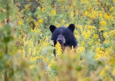 American Black Bear (Ursus americanus) looking at camera from goldenrod field