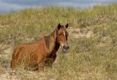 Wild horse (Equus ferus)