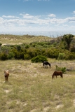 Wild horses (Equus ferus) grazing on sandy coastal grasses