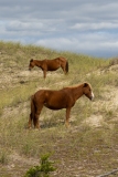 Wild horses (Equus ferus)