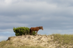 Wild horse (Equus ferus) standing on coastal beach hill with bush