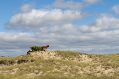 Wild horse (Equus ferus) standing on coastal beach hill with bush