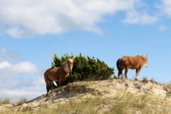 Wild horses (Equus ferus) standing on coastal beach hill with bush