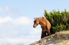 Wild horse (Equus ferus) standing on coastal beach hill with bush