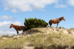 Wild horses (Equus ferus) standing on coastal beach hill with bush