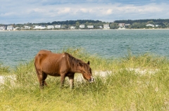 Wild horse (Equus ferus) grazing on coastal grassland near water with buildings in background