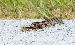 Timber Rattlesnake, Canebrake Rattlesnake, or Banded Rattlesnake (Crotalus horridus) on gravel road