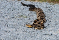 Timber Rattlesnake, Canebrake Rattlesnake, or Banded Rattlesnake (Crotalus horridus) on gravel road