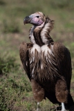 Lappet-Faced Vulture (Torgos tracheliotus)