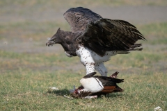 Martial Eagle (Polemaetus bellicosus) dragging a kill along the ground