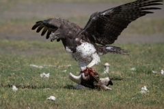 Martial Eagle (Polemaetus bellicosus) dragging a kill along the ground