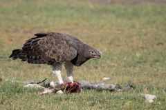 Martial Eagle (Polemaetus bellicosus) feeding on a kill