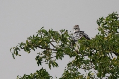 Martial Eagle (Polemaetus bellicosus), juvenile