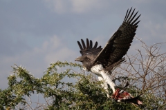 Martial Eagle (Polemaetus bellicosus) taking flight from tree top