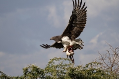 Martial Eagle (Polemaetus bellicosus) taking flight from tree top