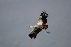 Crowned Crane (Balearica regulorum) in flight