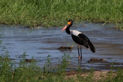 Saddle-billed Stork (Ephippiorhynchus senegalensis) wading in water