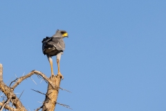 Eastern (pale) Chanting Goshawk (Melierax poliopterus), or Somali chanting goshawk