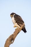 Augur Buzzard (Buteo augur)