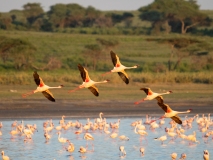 Greater Flamingos (Phoenicopterus roseus) in flight over water