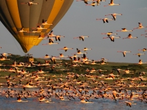 Greater Flamingo (Phoenicopterus roseus) flock in flight with tourist balloon in background