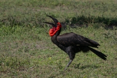 Southern Ground Hornbill (Bucorvus leadbeateri) tossing nut into its beak