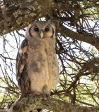 Verreaux's Eagle-Owl (Bubo lacteus)