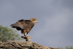 Bateleur (Terathopius ecaudatus)