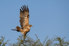 Tawny Eagle (Aquila rapax) taking flight