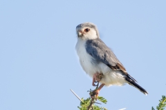 Pygmy Falcon (Polihierax semitorquatus)