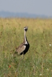 Black-bellied bustard (Lissotis melanogaster) calling