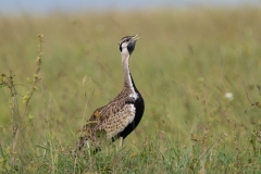 Black-bellied bustard (Lissotis melanogaster) calling