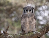 Verreaux's Eagle-Owl (Bubo lacteus)